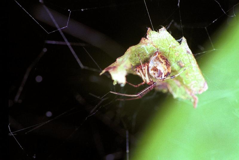 Parasteatoda_lunata_F1936_Z_85_Les Gris_Frankrijk.jpg